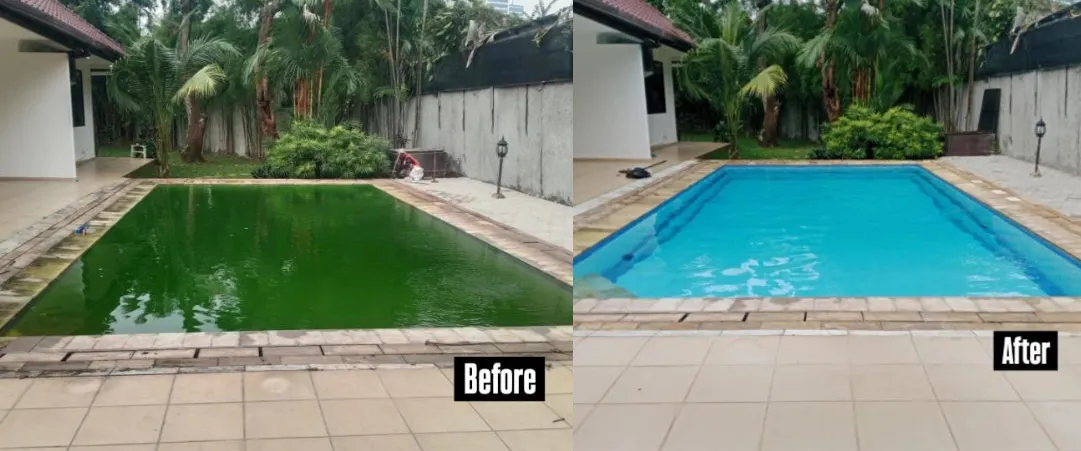 Kolam Renang Berlumut